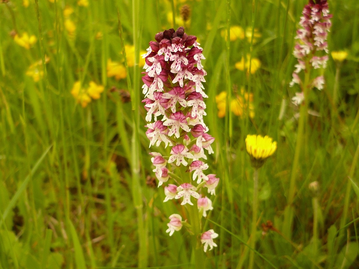 Neotinea ustulata var. ustulata (Orchidaceae)